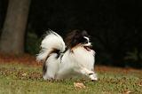 EPAGNEUL PAPILLON 066